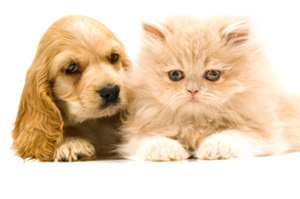 1436102061pet-grooming_bed_biscuit_bahrain.jpg